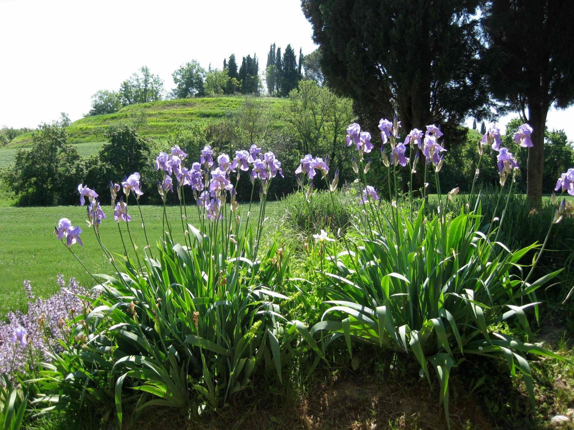 Agriturismo Il Caio Cetona Εξωτερικό φωτογραφία