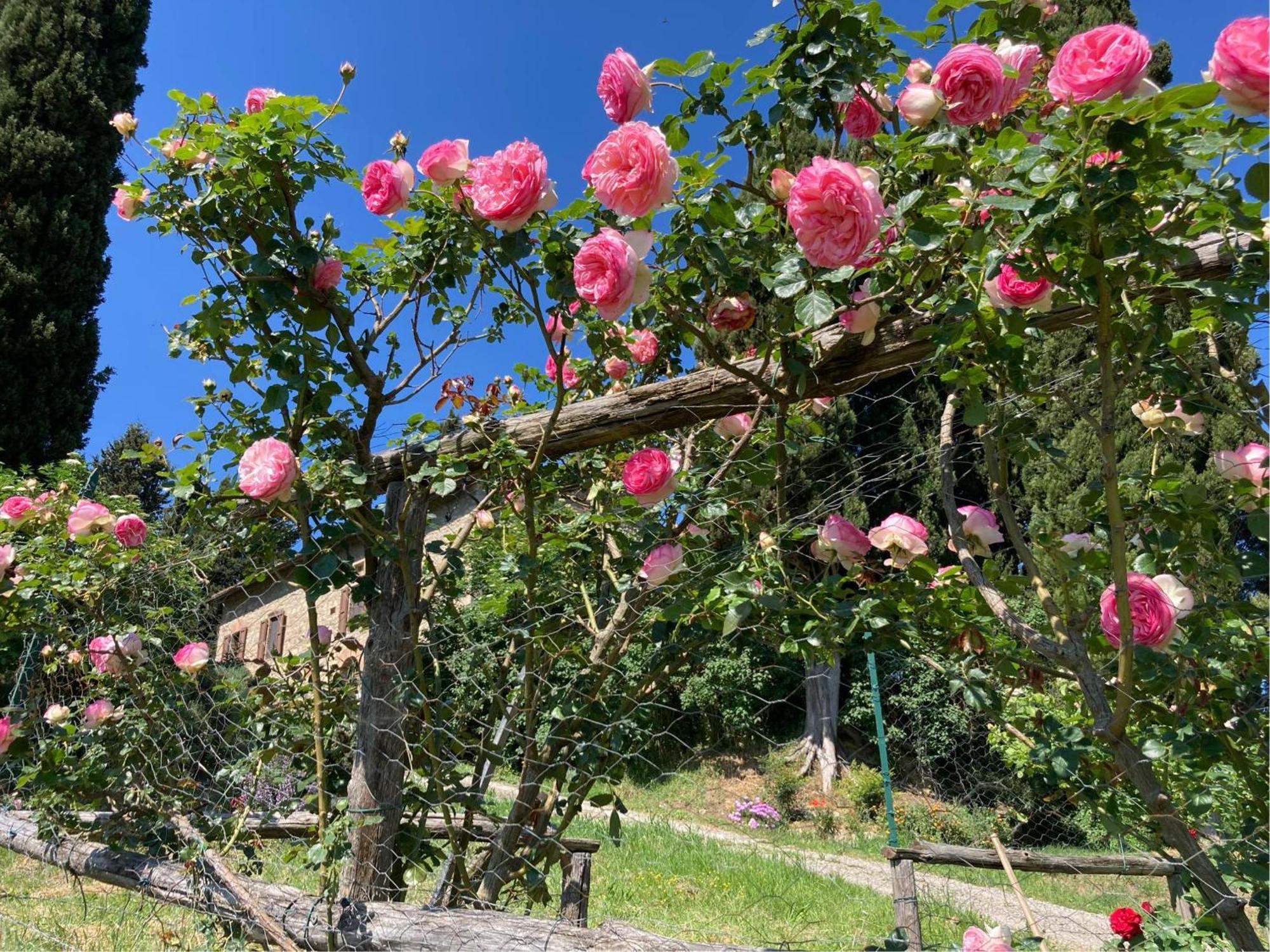 Agriturismo Il Caio Cetona Εξωτερικό φωτογραφία